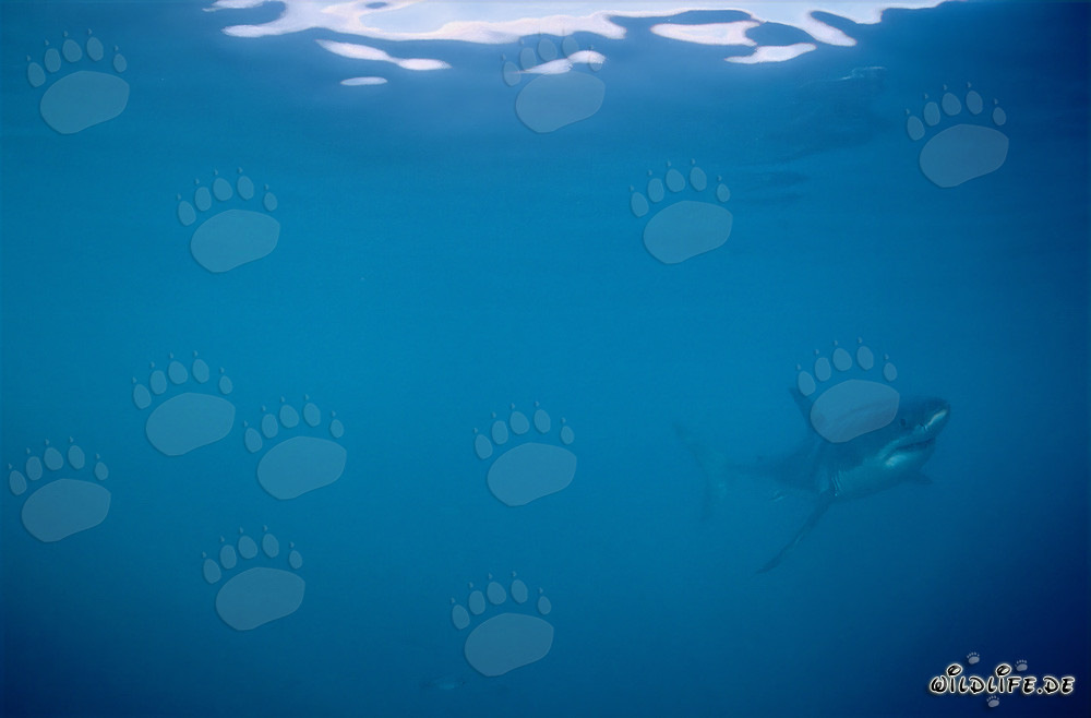 Requins blancs - Majestueux habitants marins au large des côtes sud-africaines