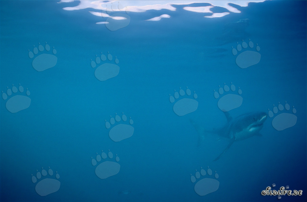 Squali bianchi - Maestosi abitanti marini al largo delle coste sudafricane