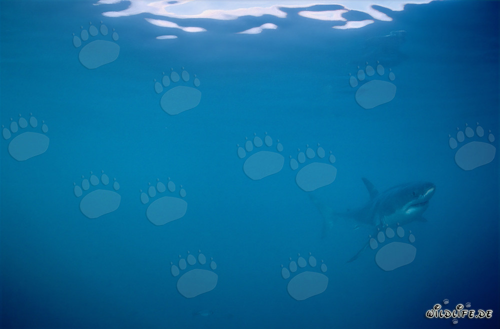 Tiburones blancos - Majestuosos habitantes marinos frente a la costa de Sudáfrica