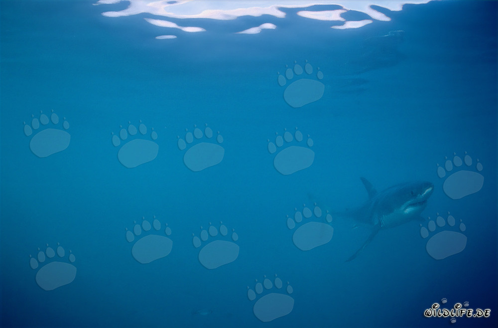 Weiße Haie - Majestätische Meeresbewohner vor der Küste Südafrikas