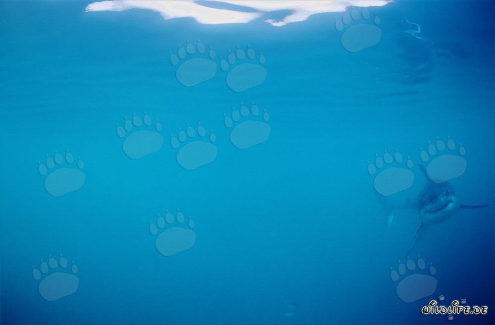 Piccolo squalo bianco al largo di Gansbaai