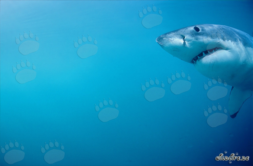Portrait impressionnant d'un grand requin blanc devant l'île Dyer