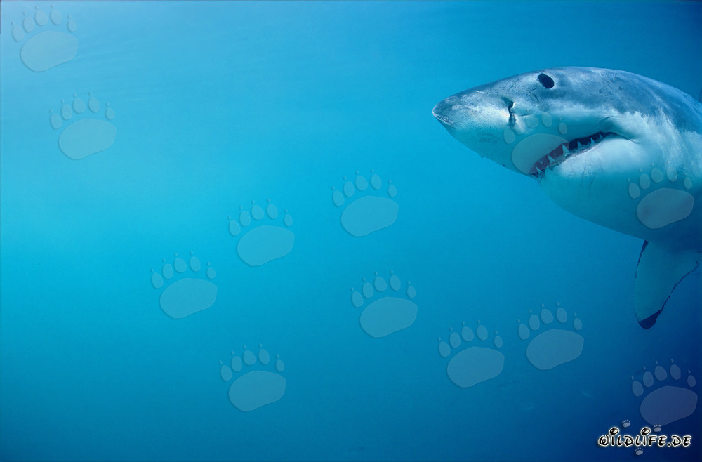 Impressive portrait of a Great White Shark near Dyer Island