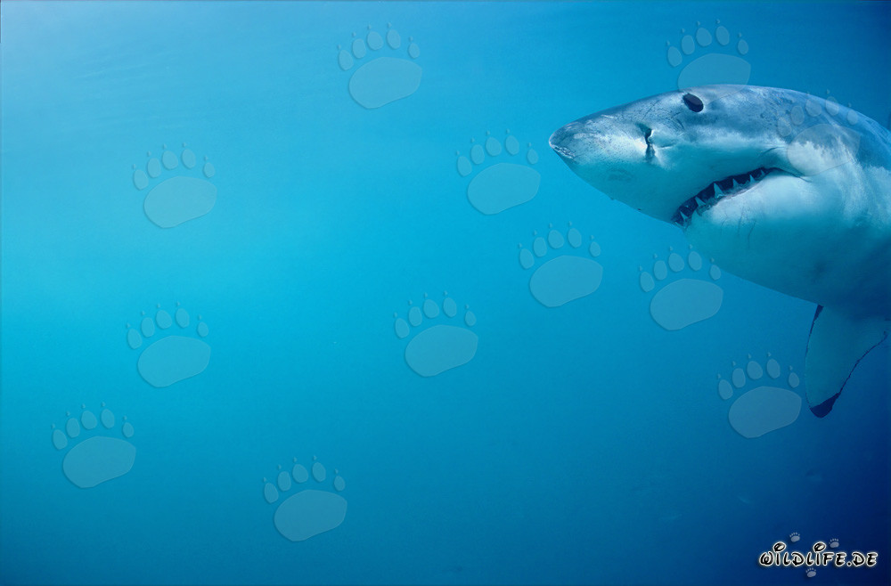 Ritratto impressionante di uno squalo bianco davanti all'isola Dyer