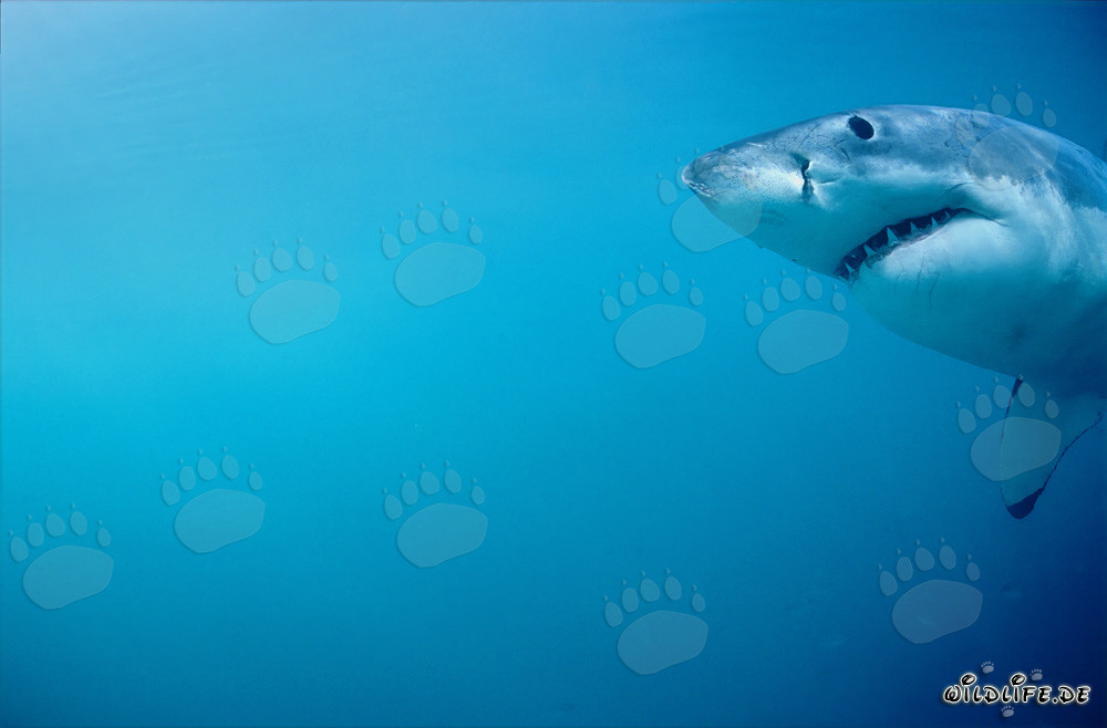Retrato impresionante de un tiburón blanco frente a la isla Dyer