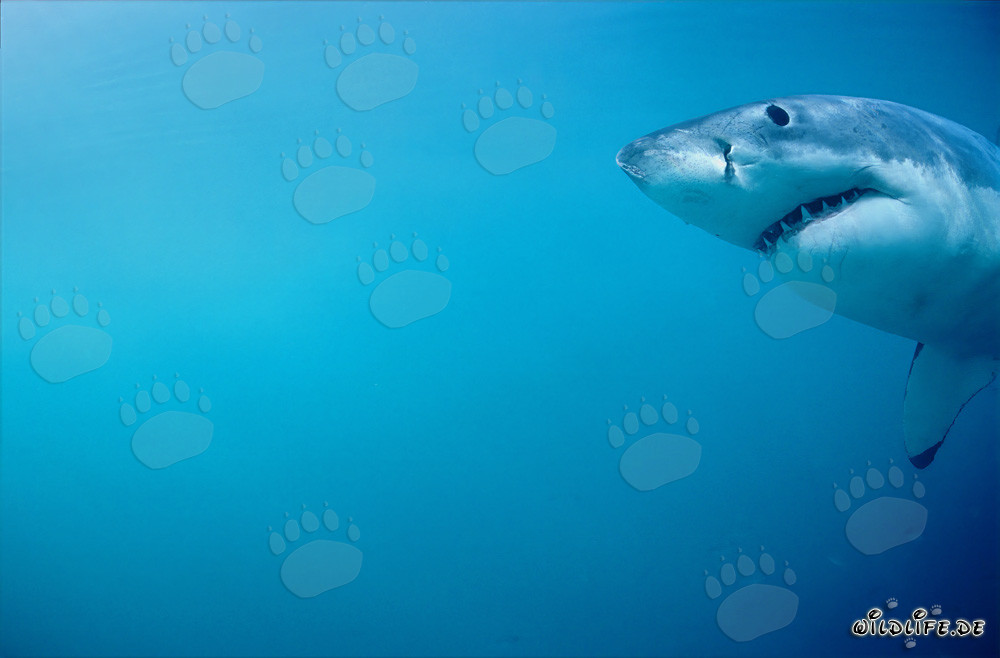 Beeindruckendes Porträt eines Weißen Hais vor Dyer Island