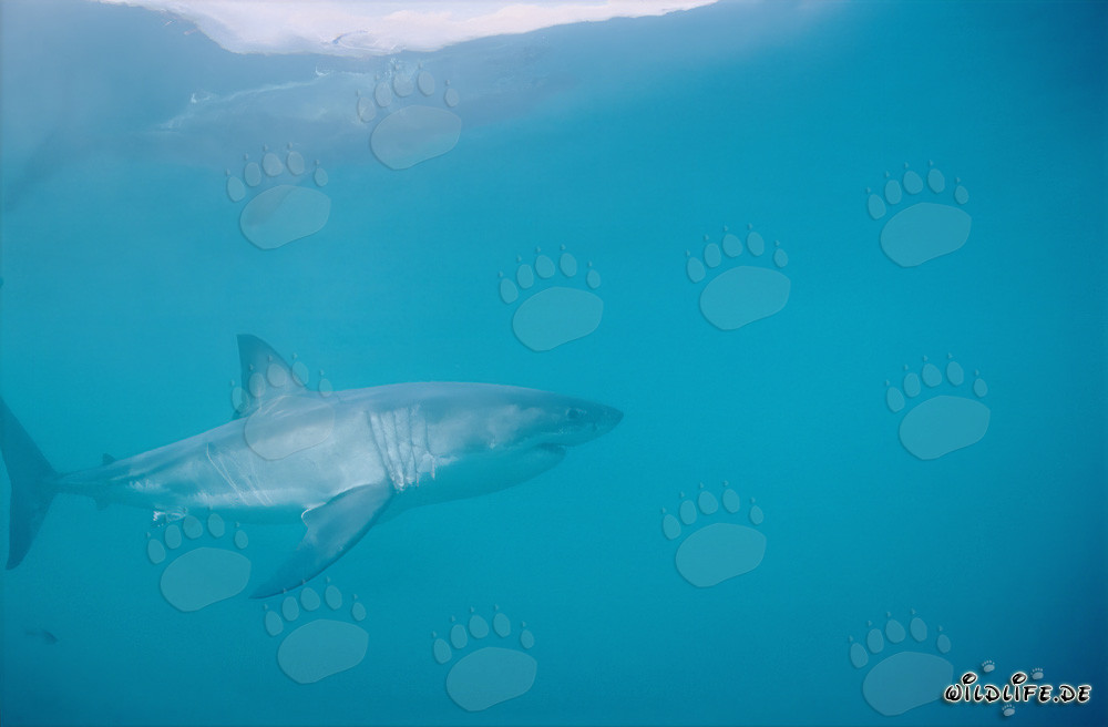 El majestuoso Gran Tiburón Blanco (Carcharodon carcharias)