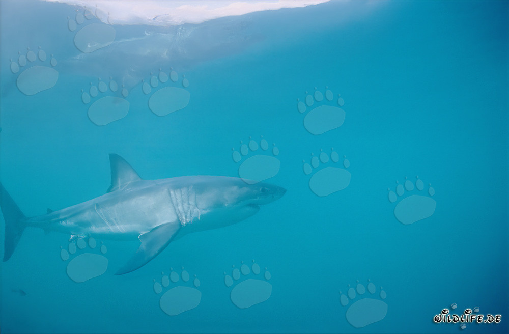 Le majestueux Grand Requin Blanc (Carcharodon carcharias)