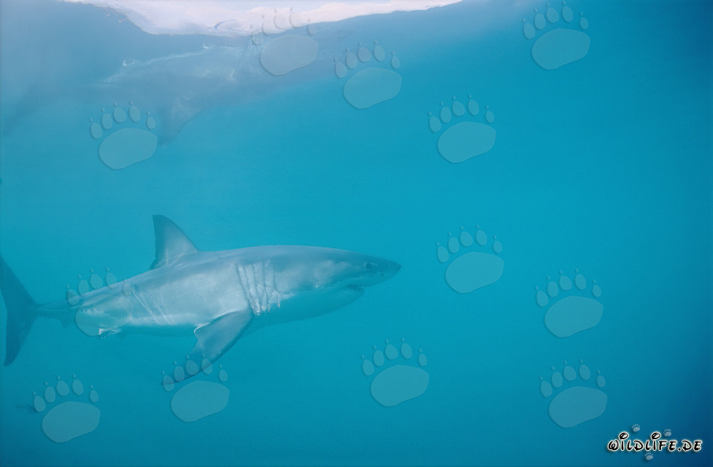 Il maestoso Grande Squalo Bianco (Carcharodon carcharias)