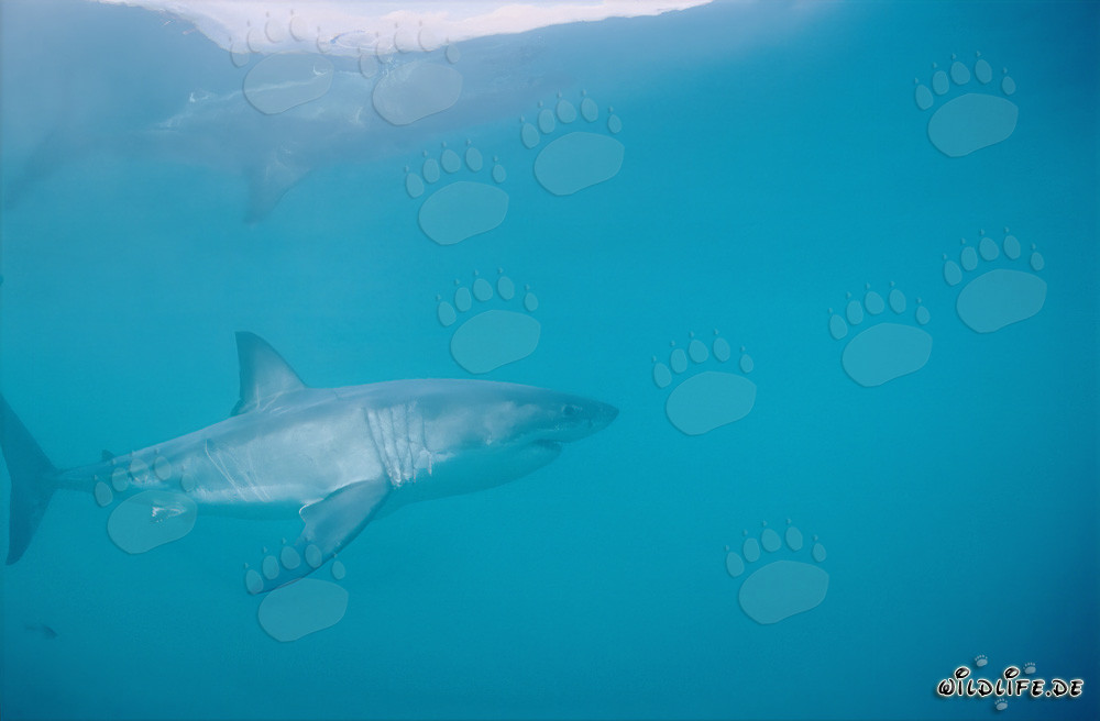 The majestic Great White Shark (Carcharodon carcharias)