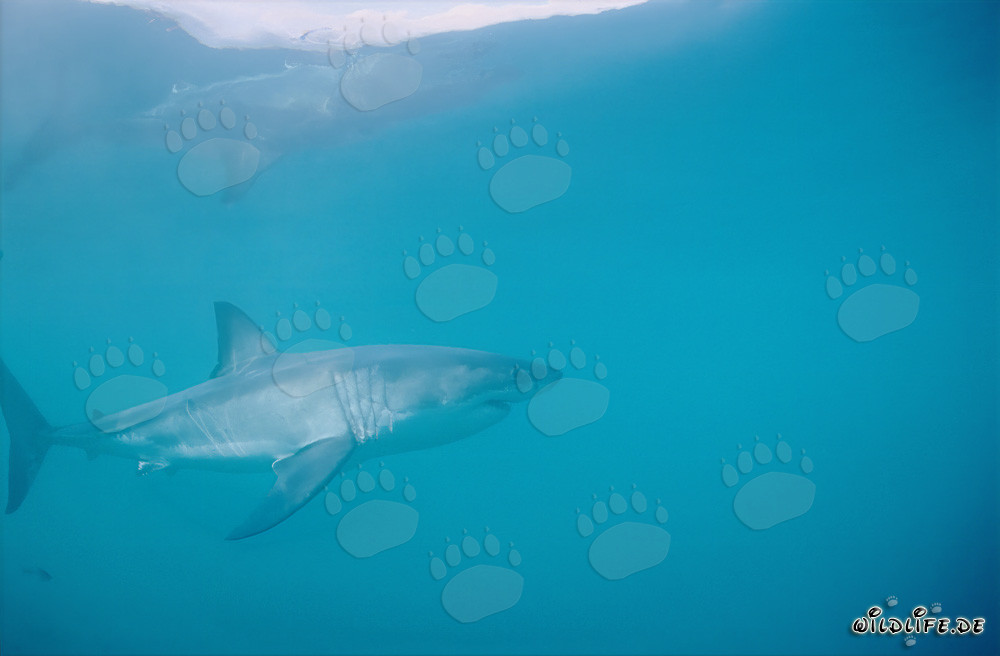 Der majestätische Große Weiße Hai (Carcharodon carcharias)