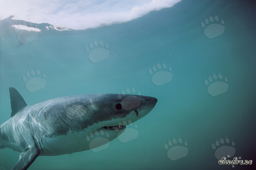 El majestuoso Gran Tiburón Blanco frente a la Isla Dyer