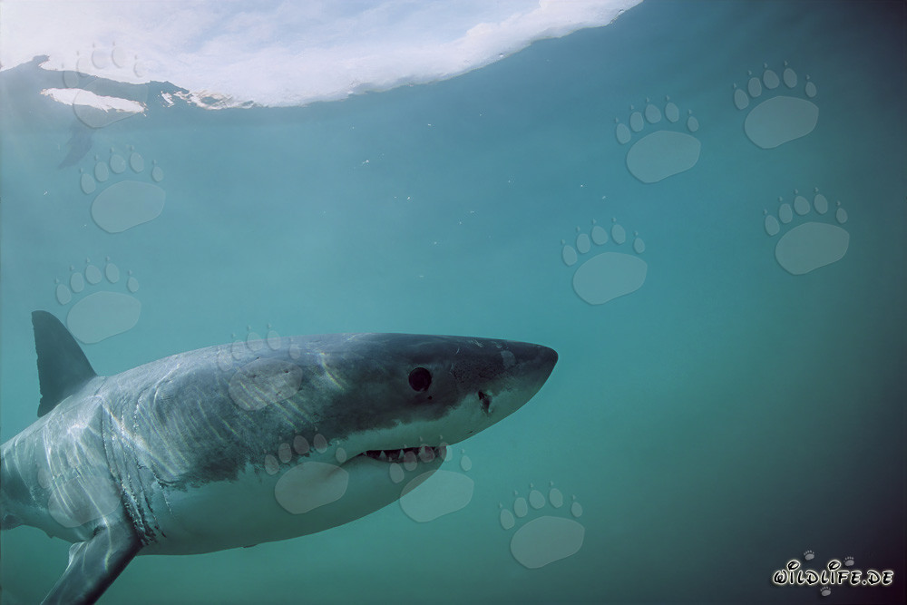 Le majestueux Grand Requin Blanc devant l'île Dyer