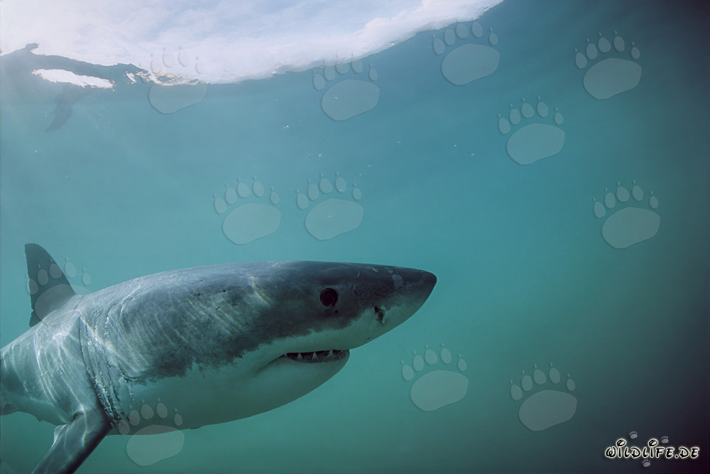 The majestic Great White Shark in front of Dyer Island