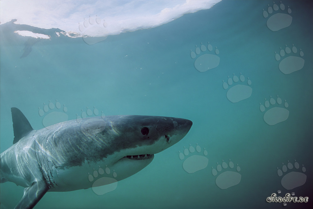 Il maestoso Squalo Bianco davanti all'Isola Dyer