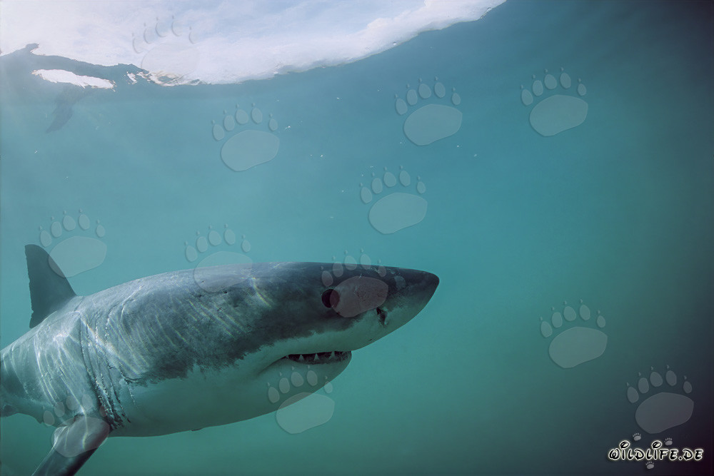 Der majestätische Weiße Hai vor Dyer Island