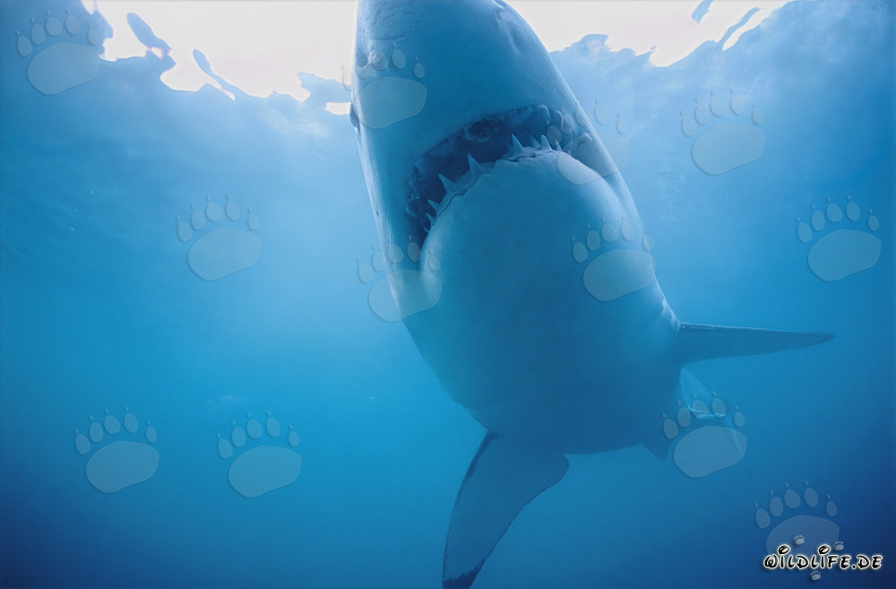 Grand requin blanc fascinant montre son ventre clair devant Geyser Rock