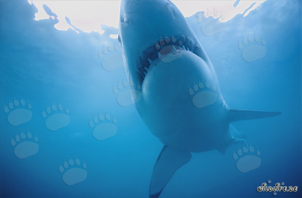Fascinating Great White Shark Displays its Light Underside at Geyser Rock