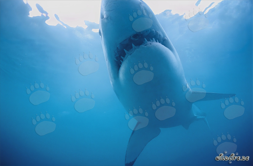 Affascinante squalo bianco mostra il suo ventre chiaro di fronte a Geyser Rock