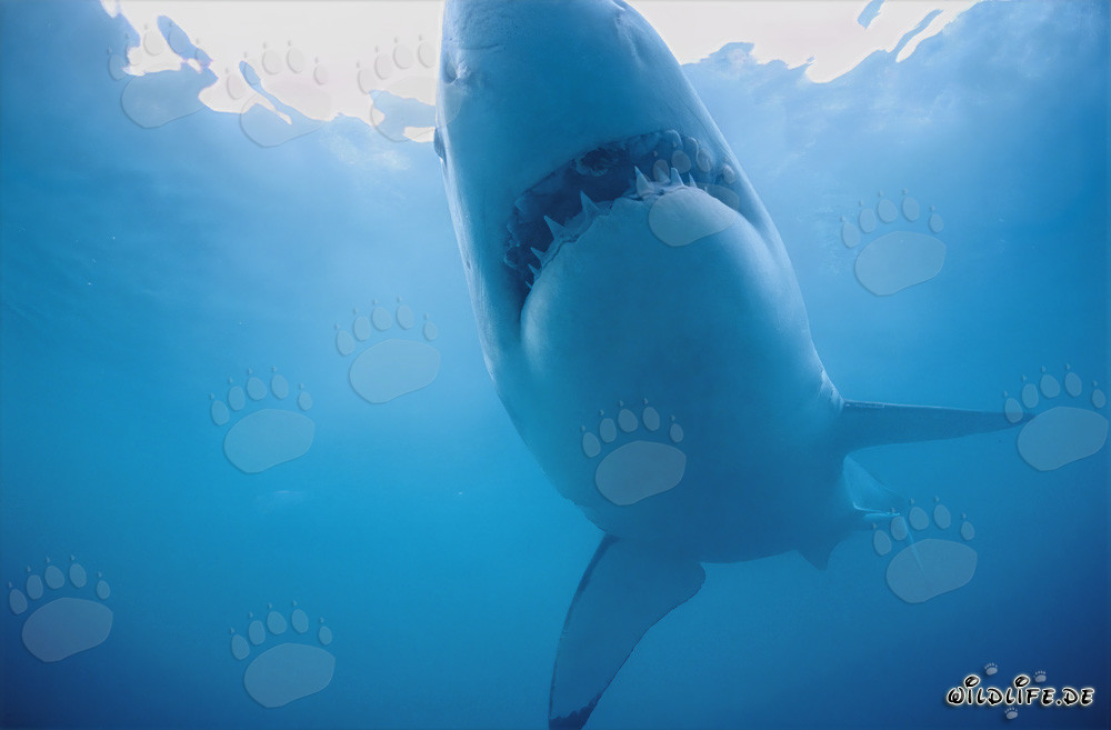 Fascinante tiburón blanco muestra su vientre claro frente a Geyser Rock