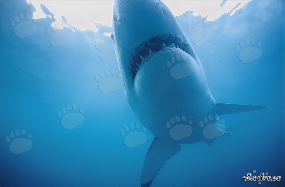 Faszinierender Weißer Hai zeigt seine helle Unterseite vor Geyser Rock