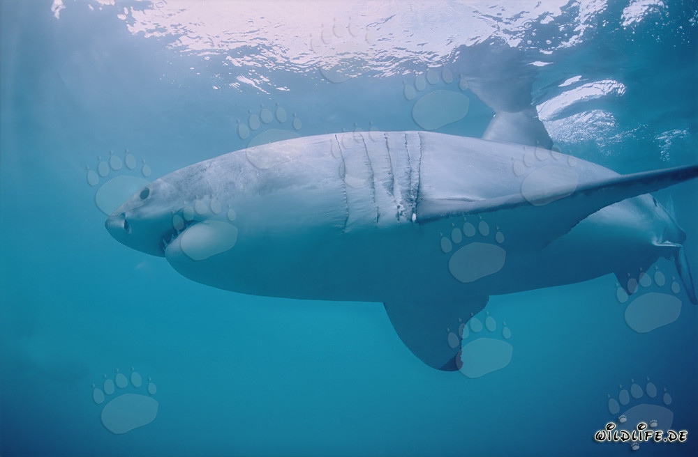 Grand requin blanc devant l'île Dyer en Afrique du Sud