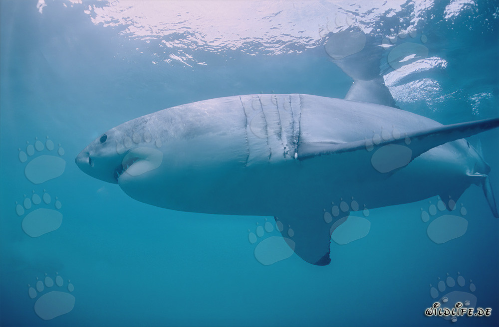 Impressive Great White Shark in front of Dyer Island in South Africa