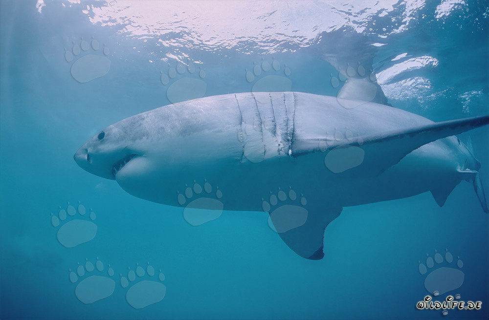 Imponente squalo bianco davanti all'isola Dyer in Sudafrica