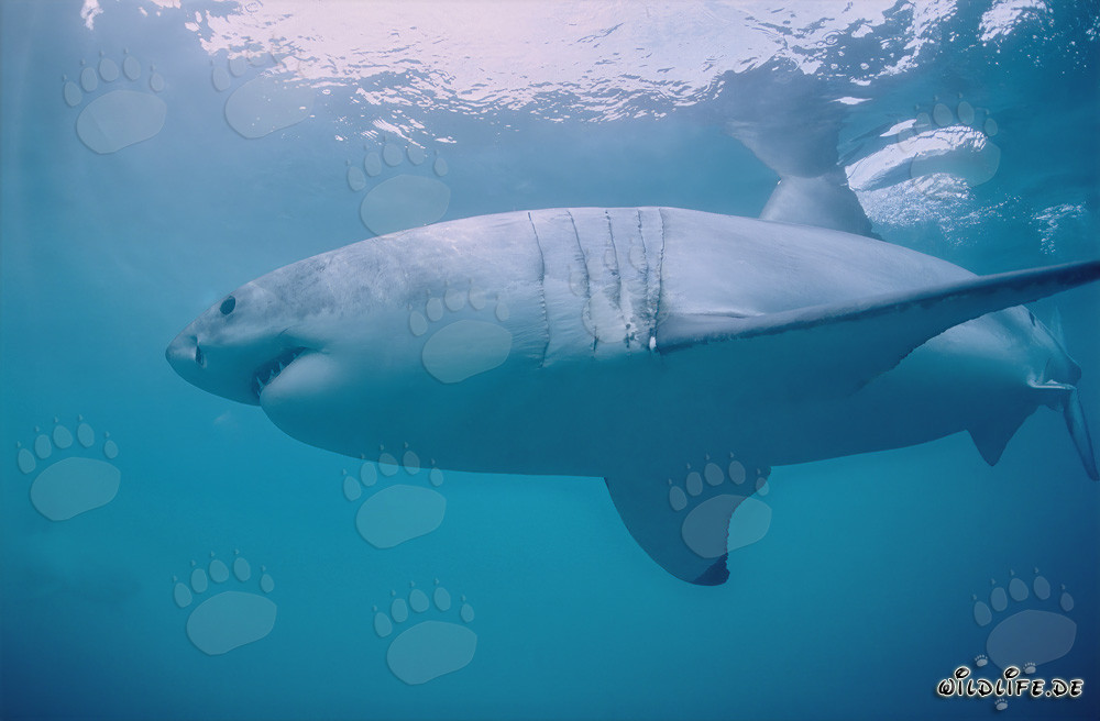 Impresionante tiburón blanco frente a la isla Dyer en Sudáfrica