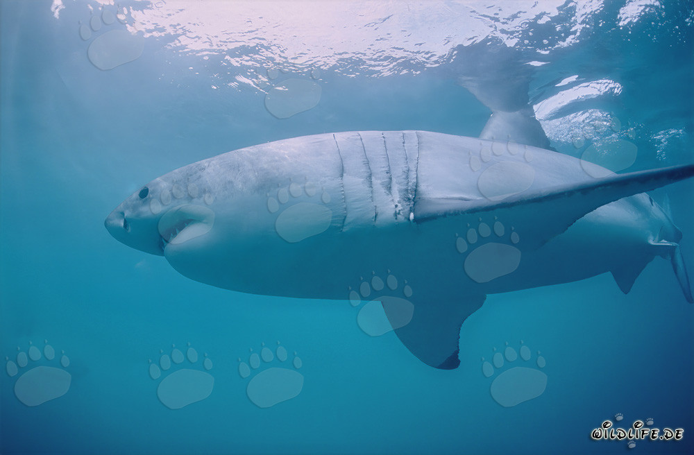 Imposanter Weißer Hai vor Dyer Island in Südafrika
