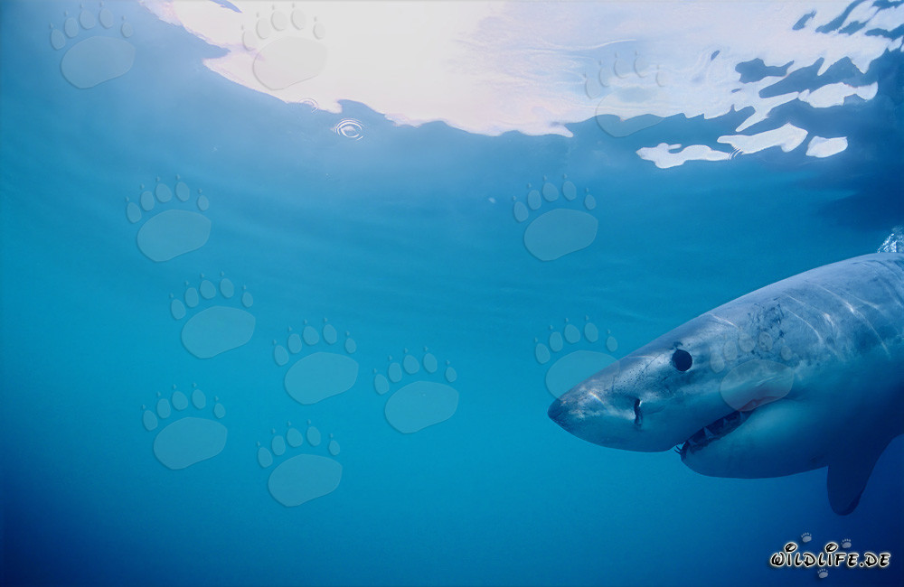 Gran tiburón blanco frente a una isla llena de lobos marinos sudafricanos