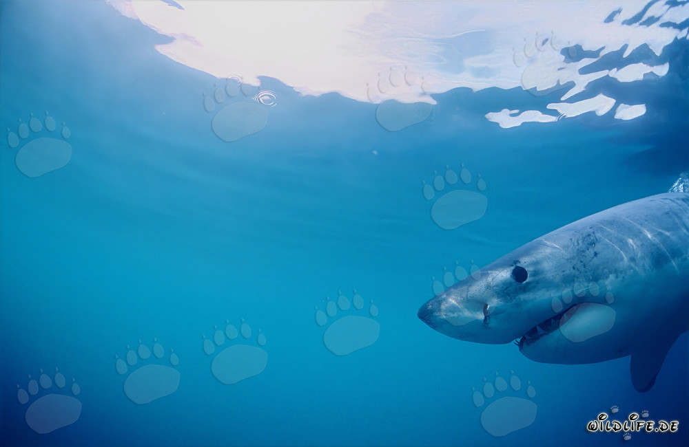 Grand requin blanc devant une île pleine de phoques sud-africains à fourrure