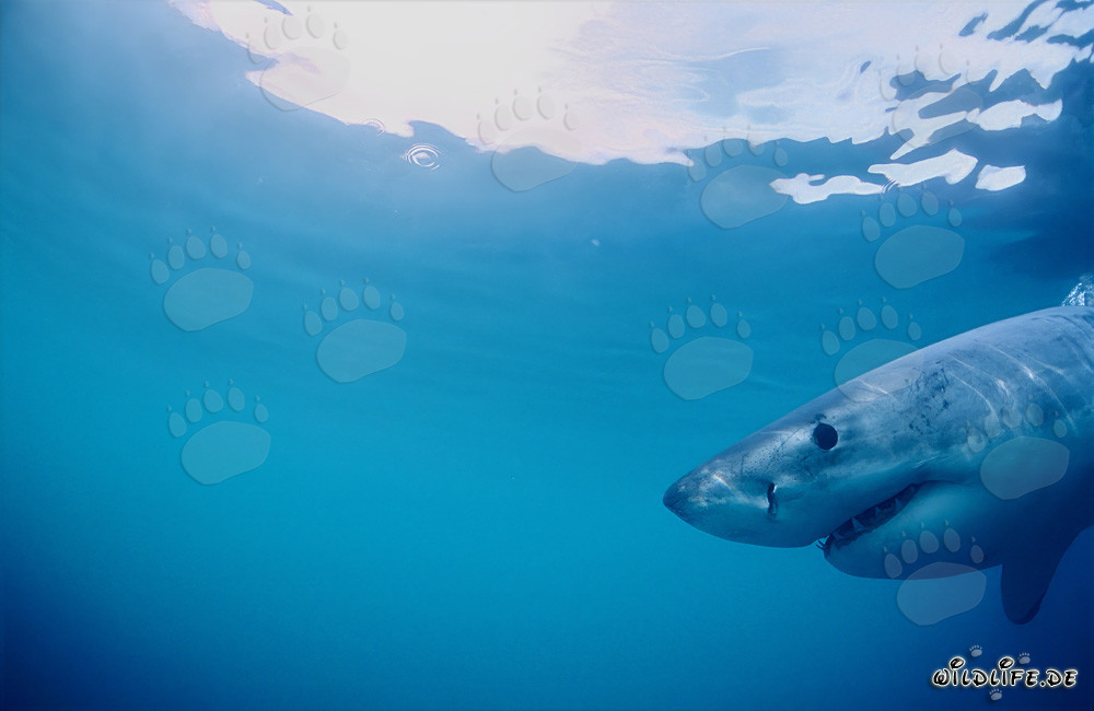 Grande squalo bianco davanti a un'isola piena di foche sud-africane