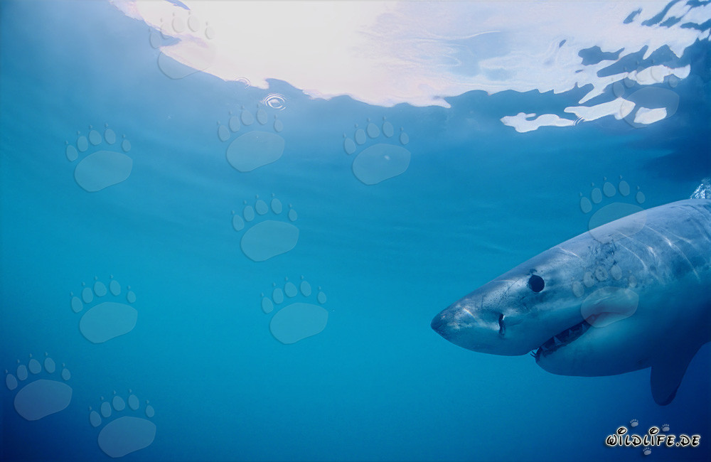 Great White Shark near an island with many South African Fur Seals
