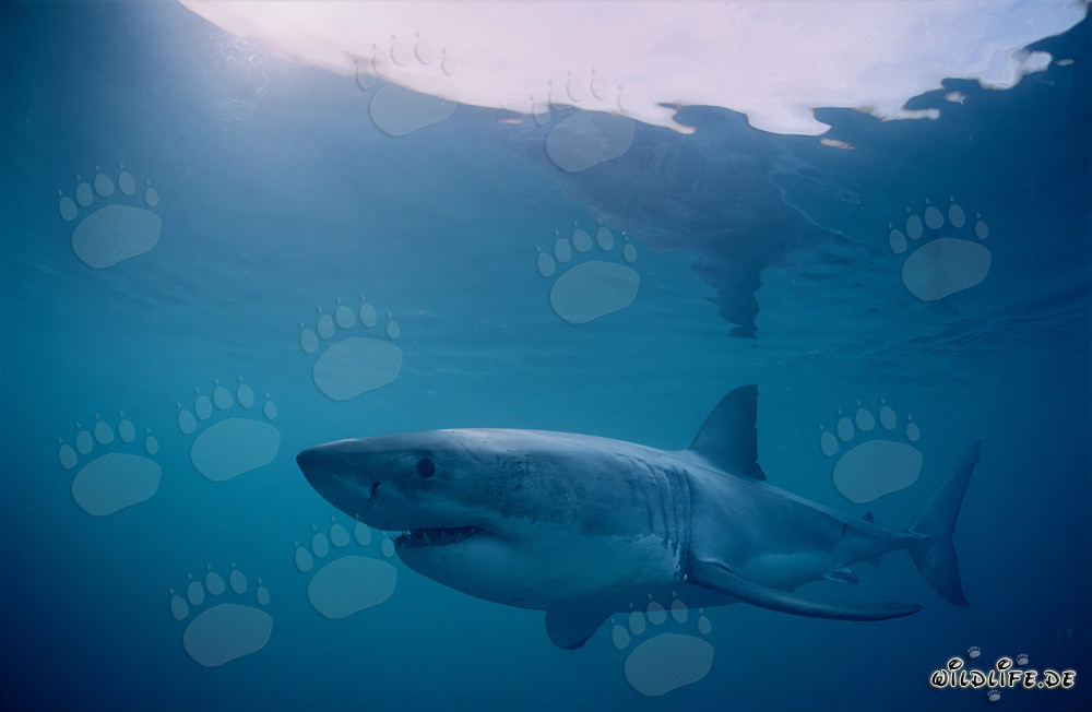 Great White Sharks off the coast of Dyer Island
