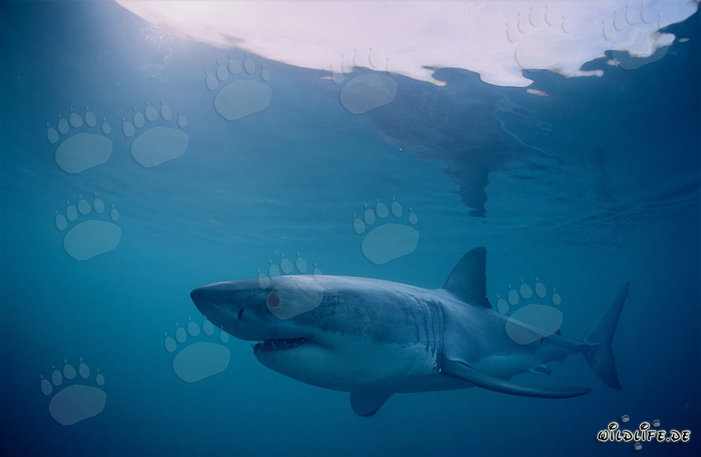Requins blancs au large de l'île Dyer