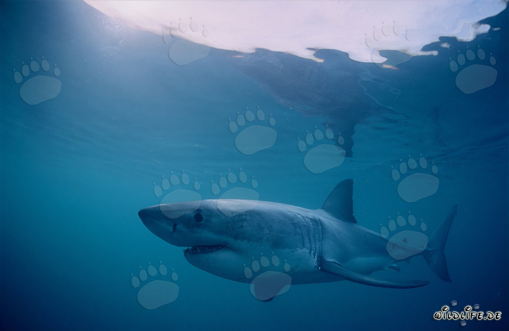 Squali bianchi al largo dell'Isola Dyer