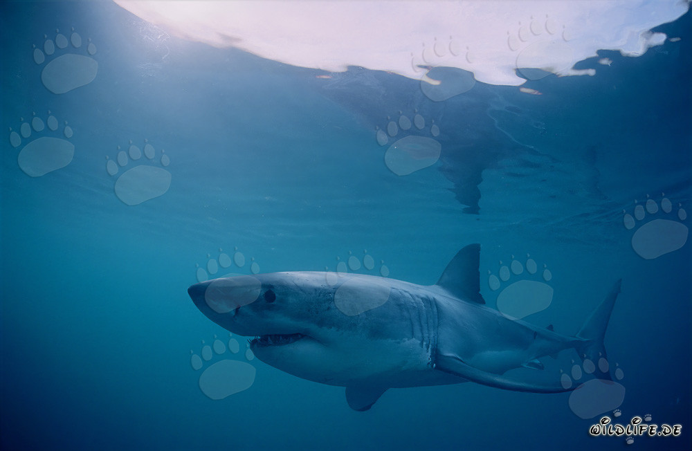 Tiburones blancos frente a la costa de la Isla Dyer