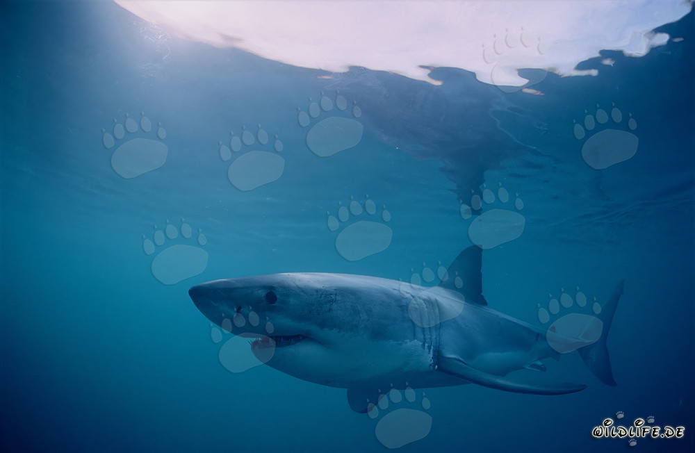 Weiße Haie vor der Küste von Dyer Island