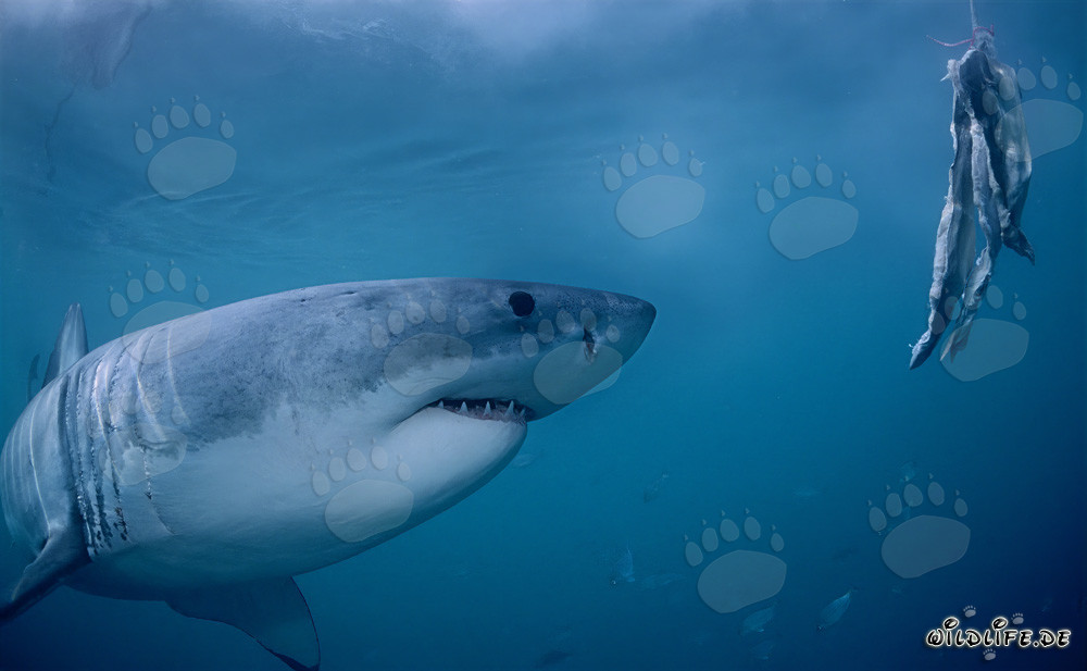Great White Shark follows the bait in front of Dyer Island