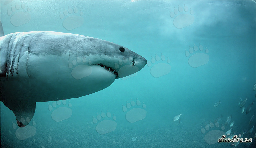 El Gran Blanco en busca de focas