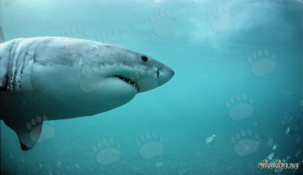 The Great White looking for seals
