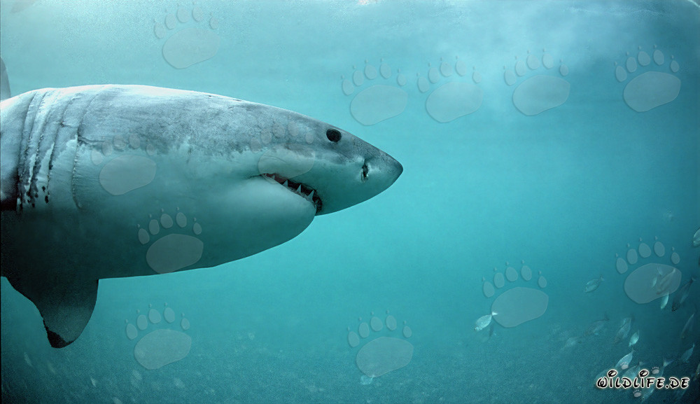 Der Große Weiße auf der Suche nach Robben