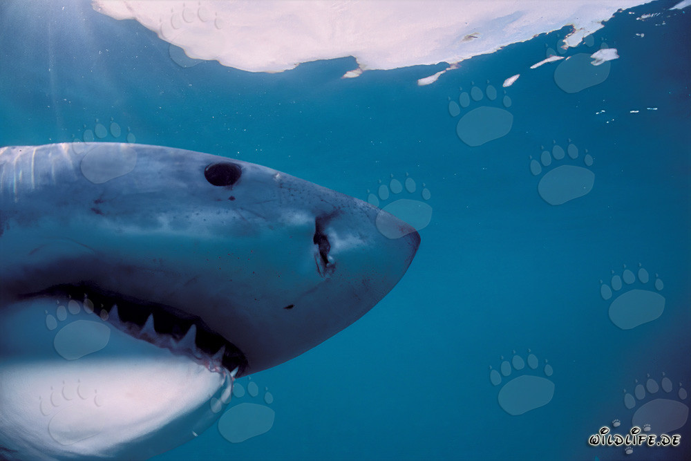 Tête imposante du Grand Requin Blanc dans le monde sous-marin d'Afrique du Sud