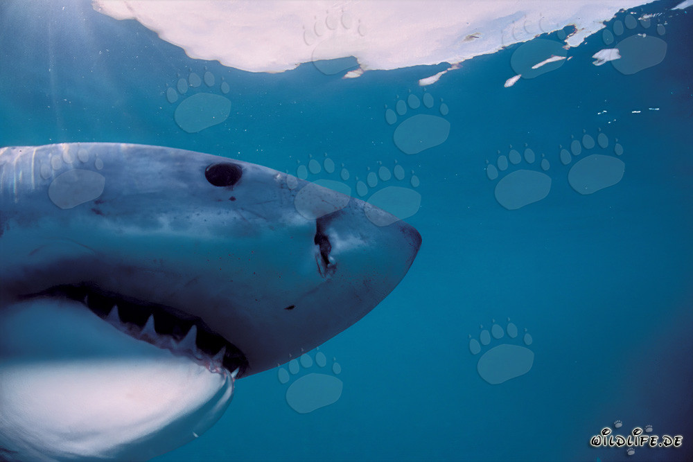 Impressive head of the Great White Shark in the underwater world of South Africa