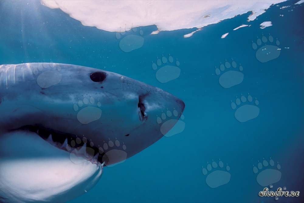 Testa imponente dello Squalo Bianco nella vita sottomarina del Sudafrica