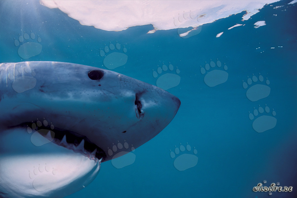 Imposanter Kopf des Weißen Hais in der Unterwasserwelt von Südafrika