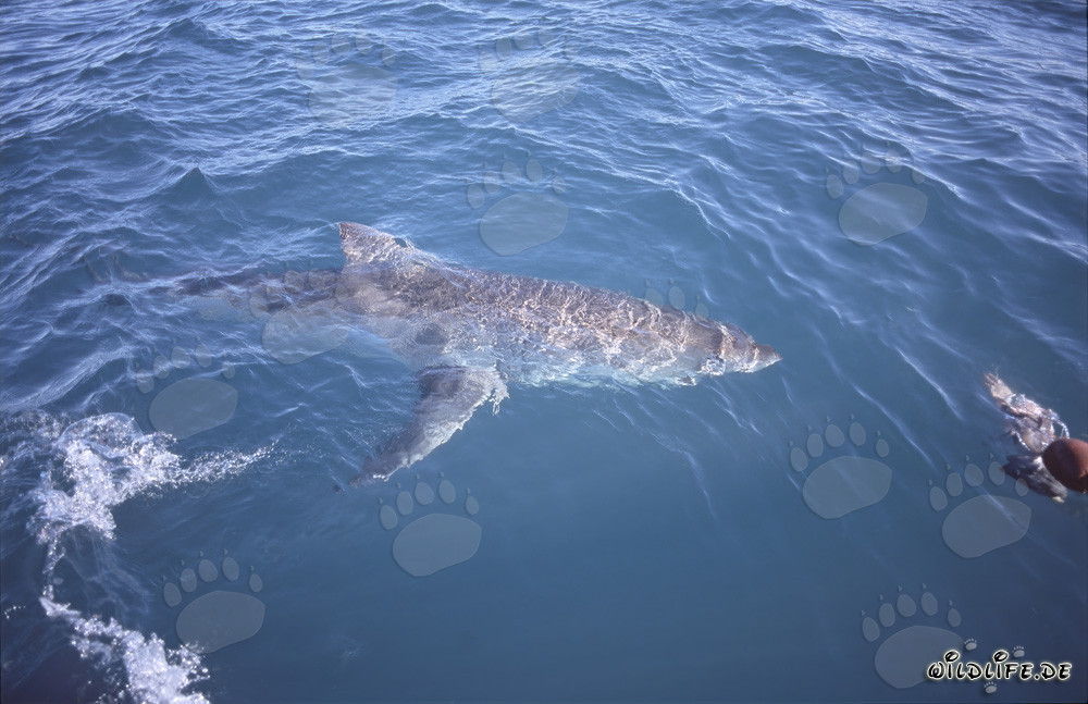Impresionante Gran Tiburón Blanco nada en la superficie del mar