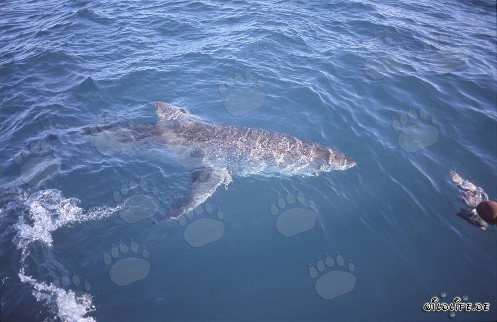 Impressive Great White shark swimming at the ocean surface