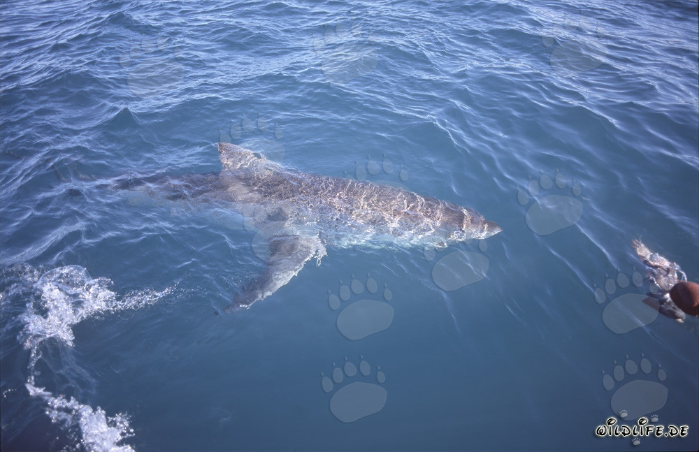 Imponente Squalo Bianco nuota in superficie del mare